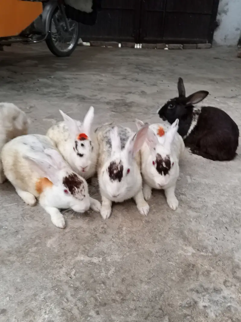 Newziland white red eyes rabbit  for sale at Jand