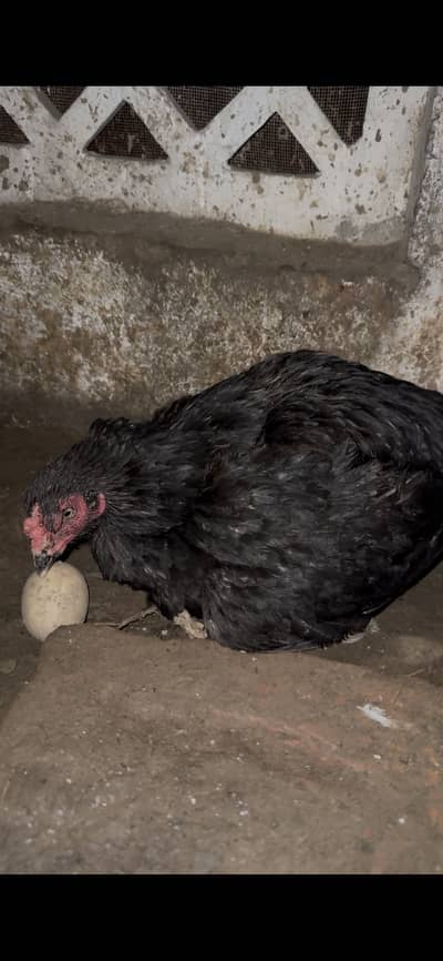 Kurk Aseel madi for sale