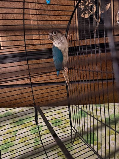 Blue Turquoise Conure Female
