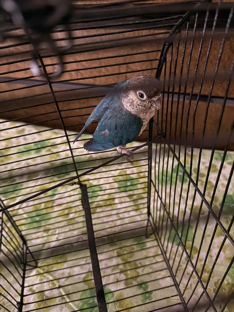 Blue Turquoise Conure Female — photo 2