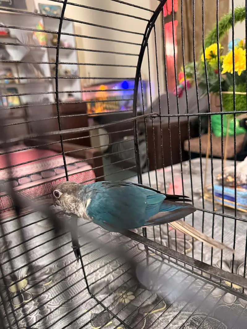 Blue Turquoise Conure Female — photo 3