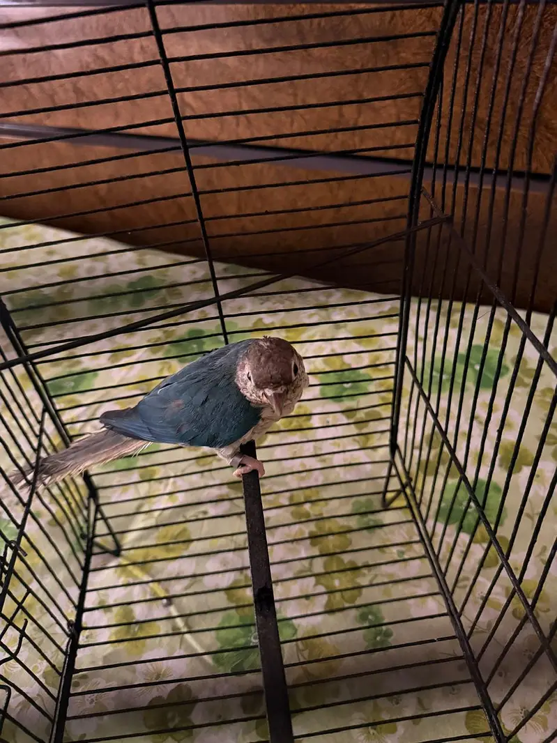 Blue Turquoise Conure Female — photo 4