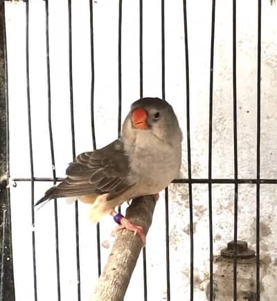 Exi mutation finch