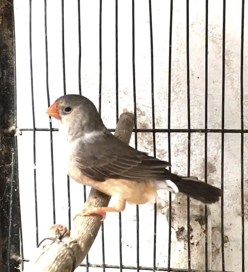 Exi mutation finch — photo 2