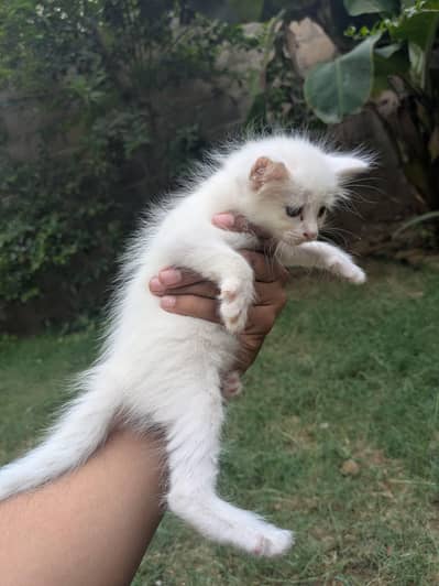 Cute odd eyes Cat Kitten for Sale | blue eyes Persian Male Female Cat