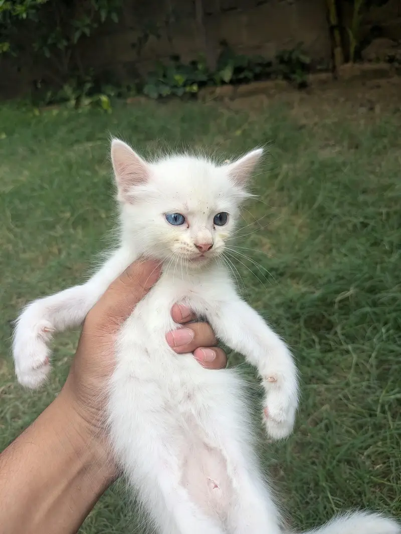 Cute odd eyes Cat Kitten for Sale | blue eyes Persian Male Female Cat — photo 2