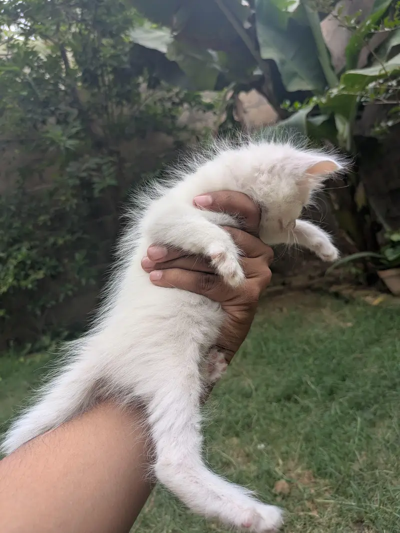 Cute odd eyes Cat Kitten for Sale | blue eyes Persian Male Female Cat — photo 3