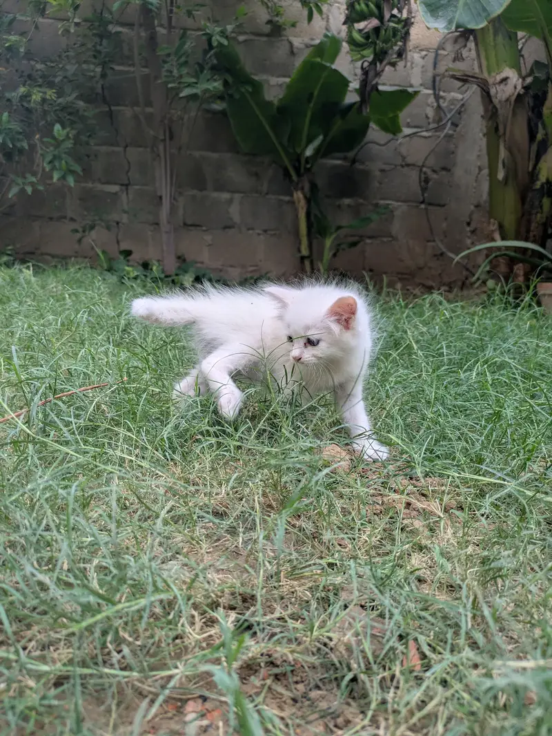 Cute odd eyes Cat Kitten for Sale | blue eyes Persian Male Female Cat — photo 4
