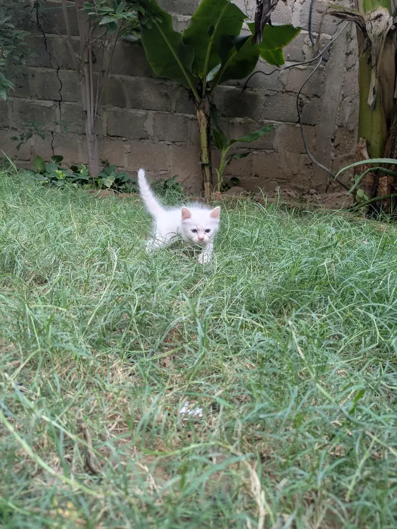 Cute odd eyes Cat Kitten for Sale | blue eyes Persian Male Female Cat — photo 5