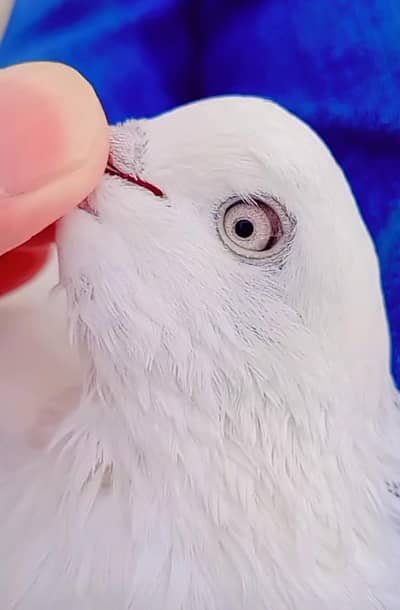 Pigeon Kalduma male