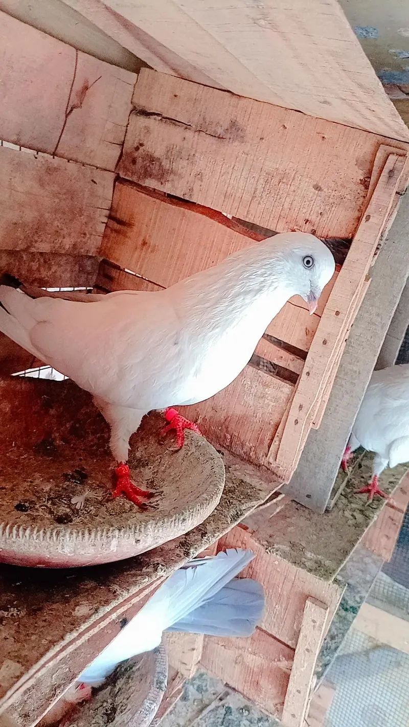 Pigeon Kalduma male — photo 4