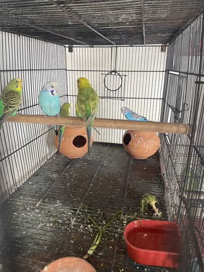 Breeder Australian parrots pair