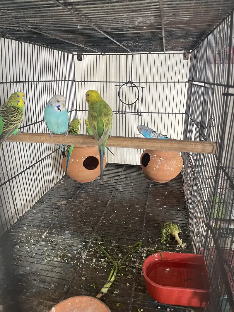 Breeder Australian parrots pair — photo 2