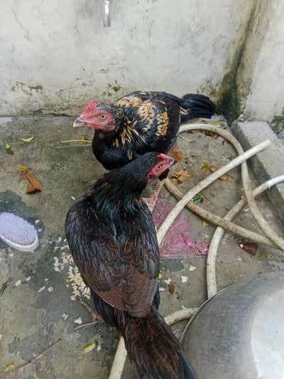 Aseel cook and hen