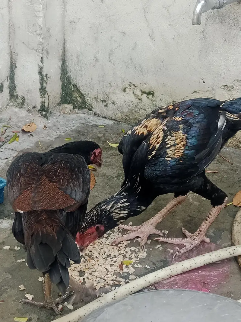 Aseel cook and hen — photo 2