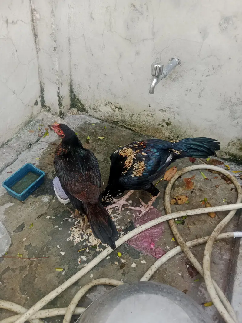 Aseel cook and hen — photo 3
