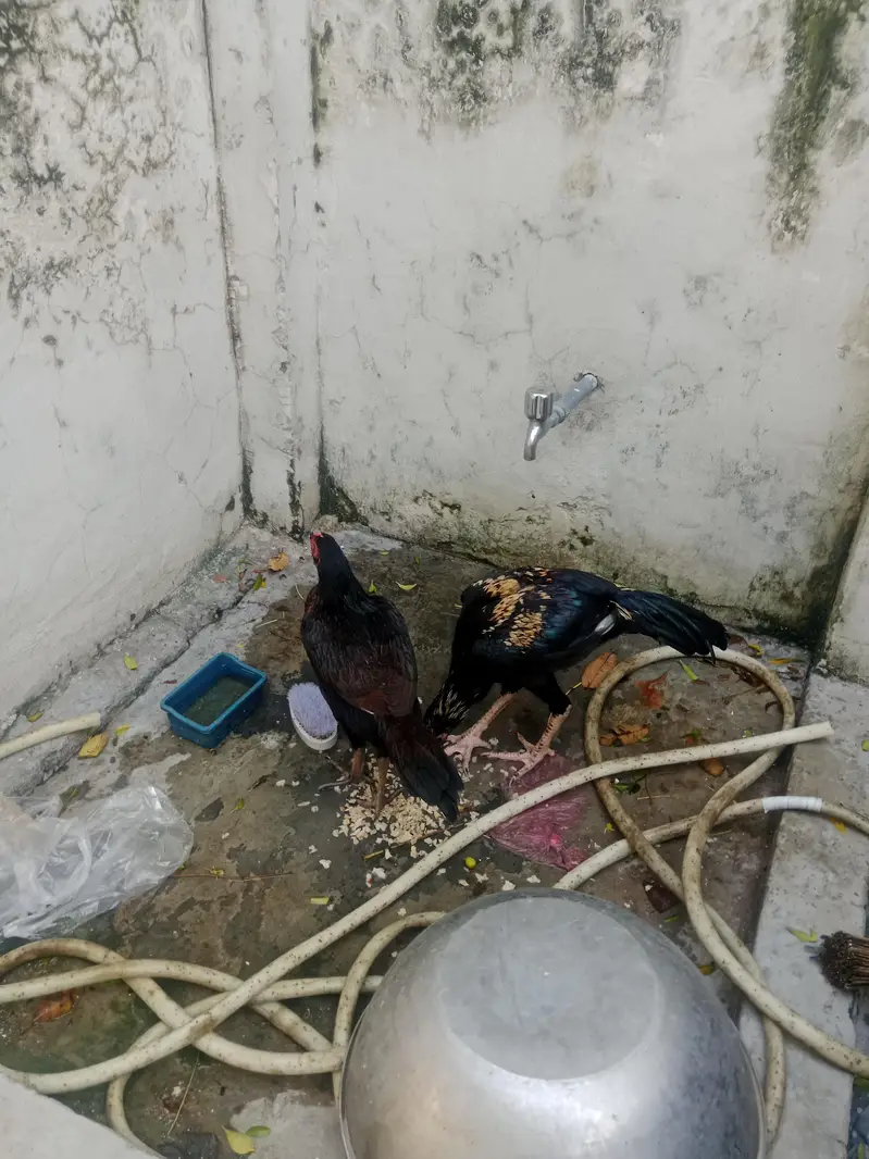 Aseel cook and hen — photo 4