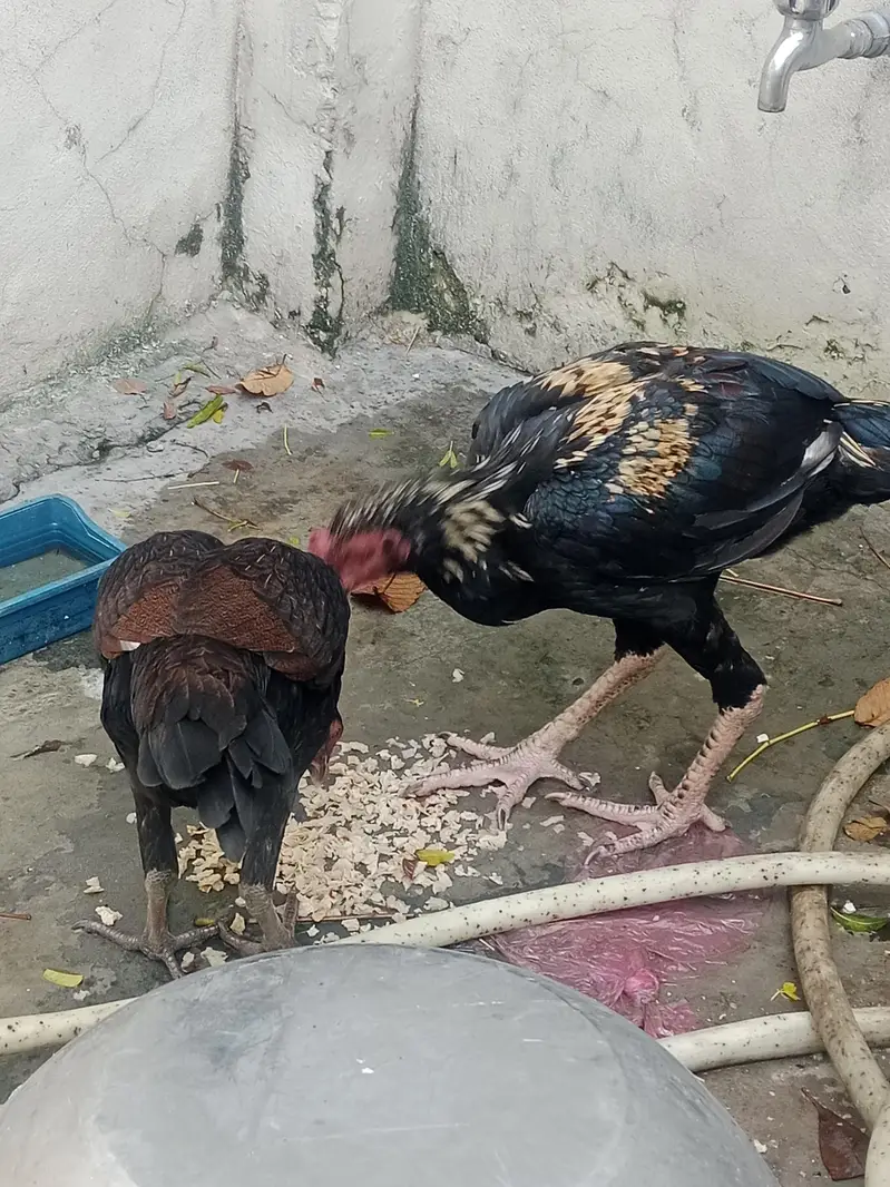 Aseel cook and hen — photo 5