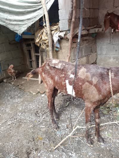 bakri for sale 4 month gaban