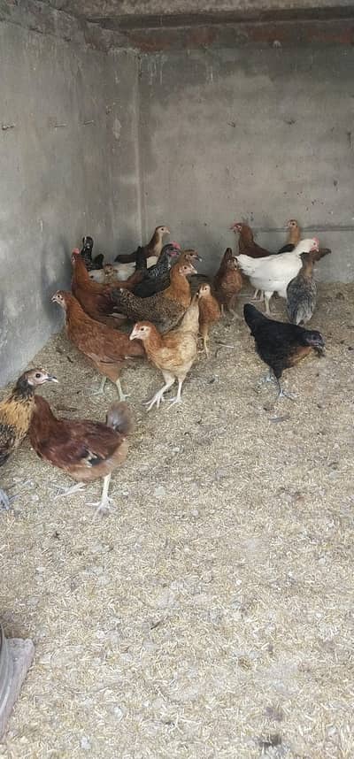 Golden misri Murgi A quality