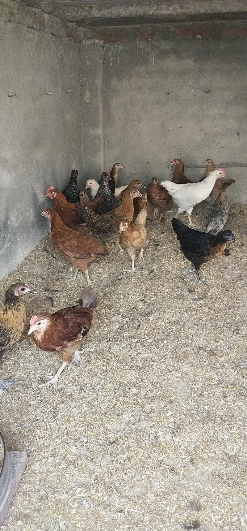 Golden misri Murgi A quality — photo 2