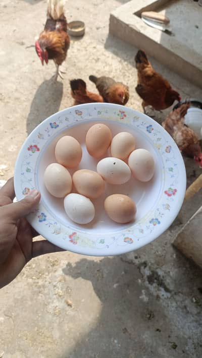 desi fertile eggs