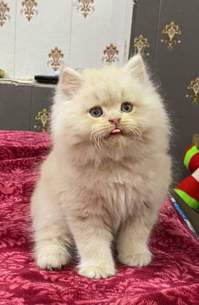 Persian kittens triple coat for sale contact whatsap 03716930454