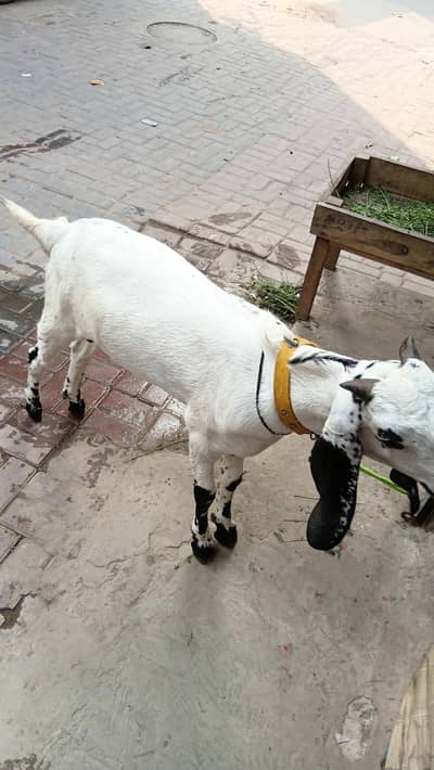 desi bakra