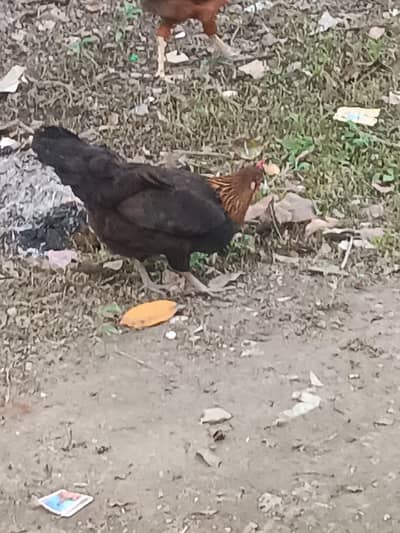 ROASTER AND HENS FOR SALE