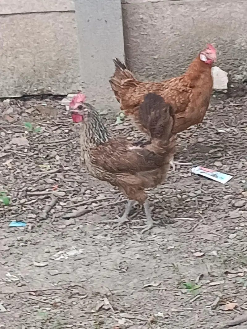 ROASTER AND HENS FOR SALE — photo 2