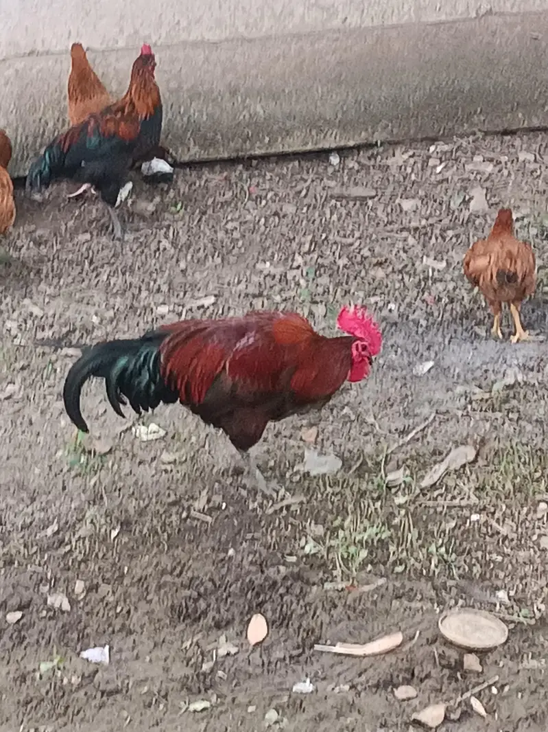 ROASTER AND HENS FOR SALE — photo 3