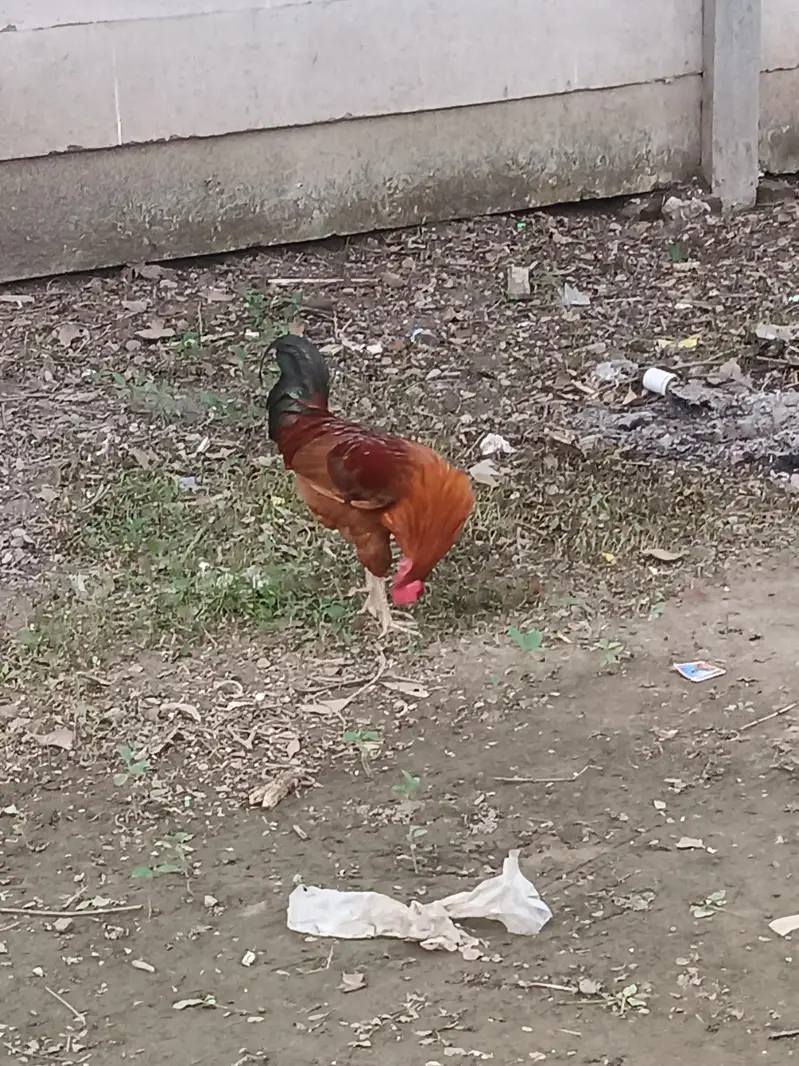 ROASTER AND HENS FOR SALE — photo 4