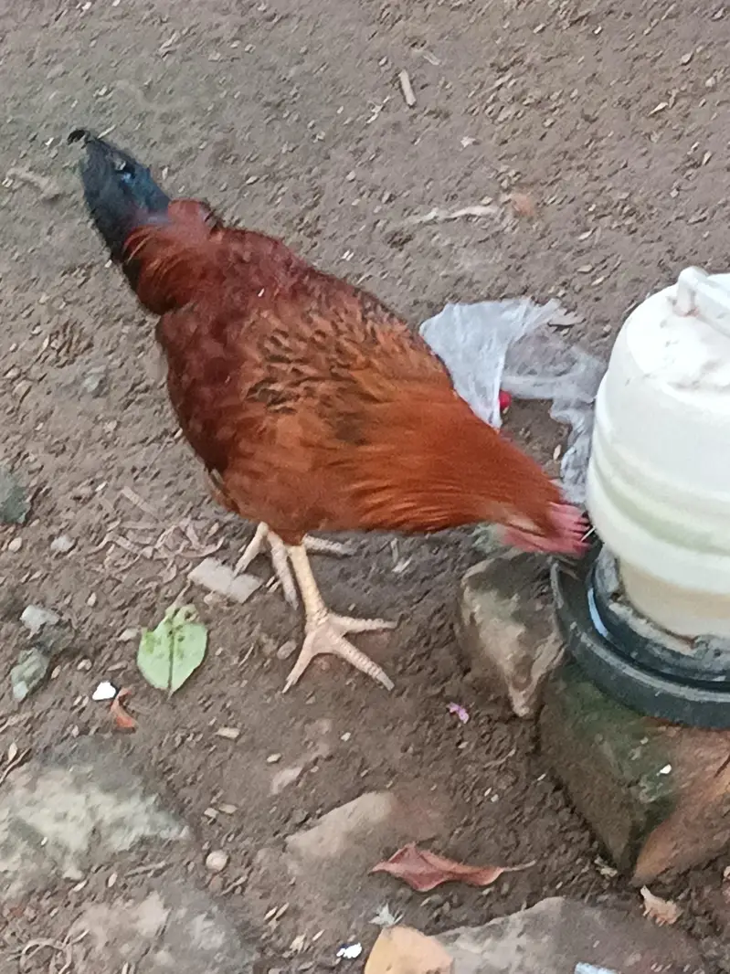 ROASTER AND HENS FOR SALE — photo 5
