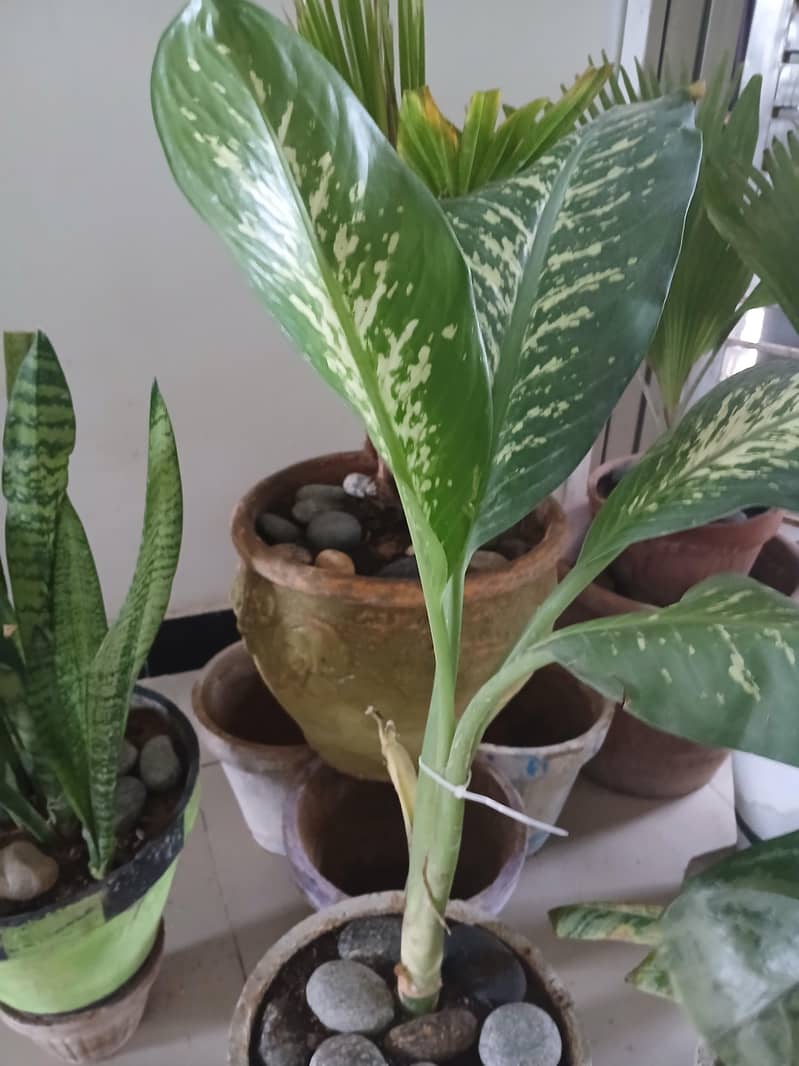 plants 0
