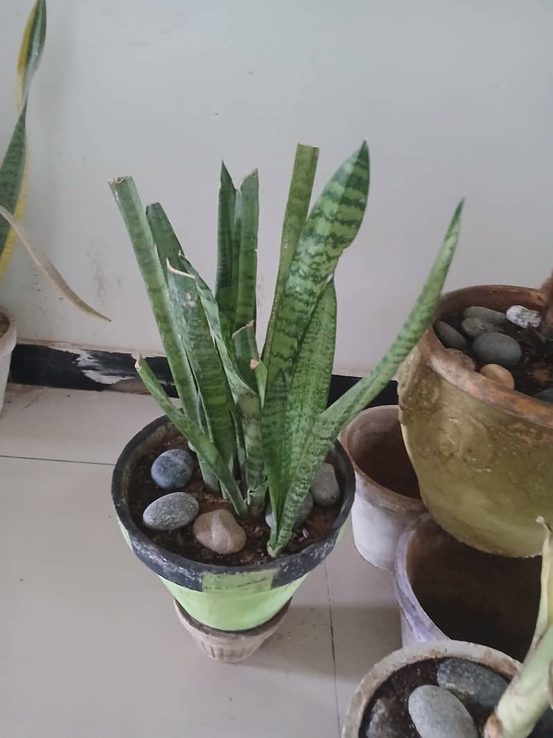 plants 1