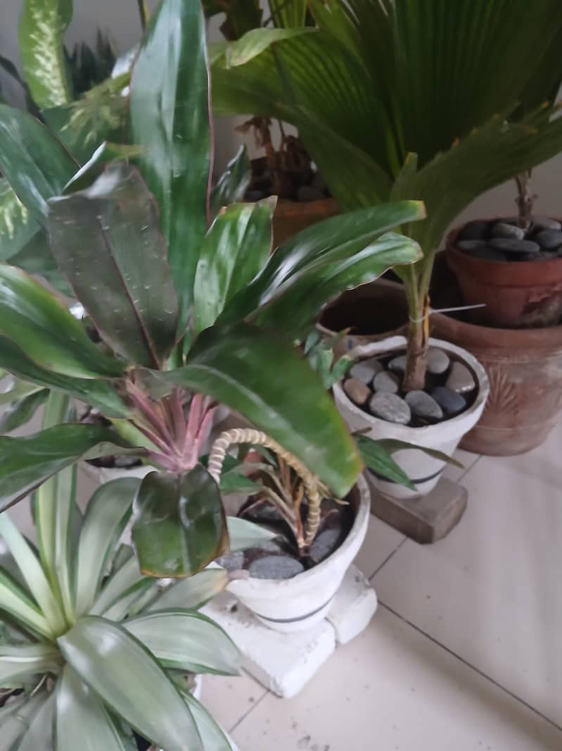 plants 2