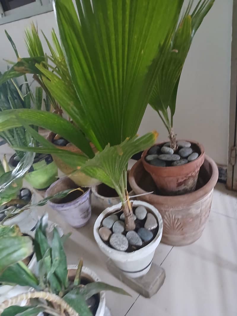 plants 3
