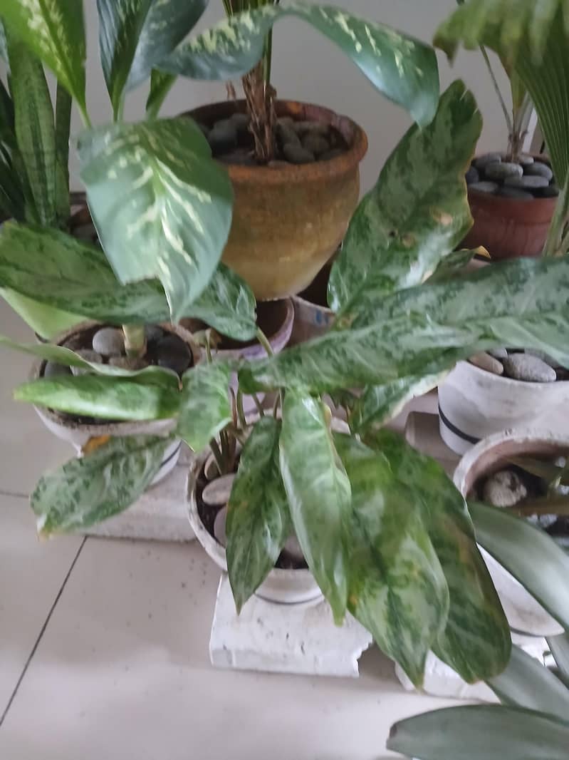 plants 4