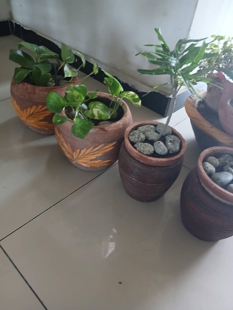 plants 5