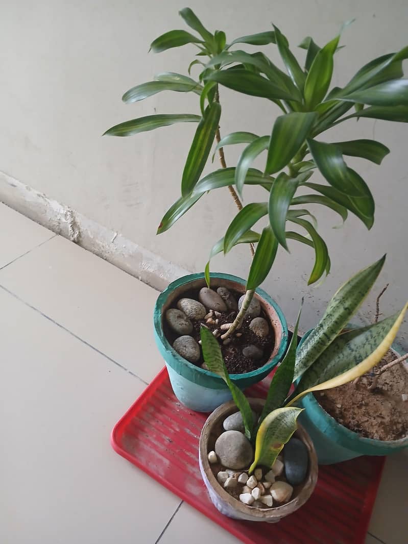 plants 6