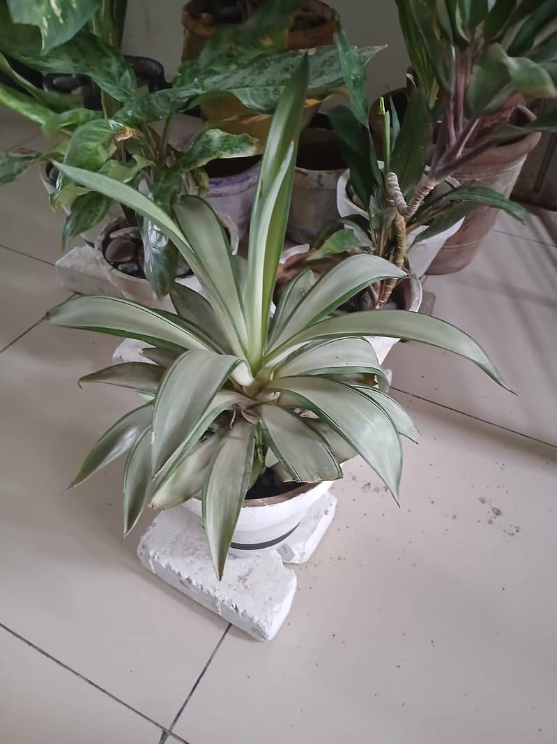 plants 7