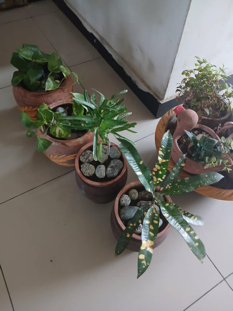 plants 8
