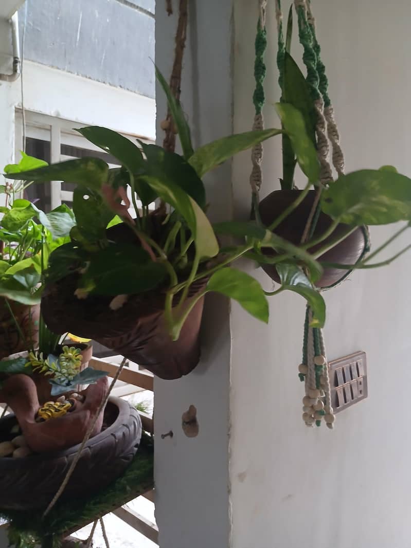 plants 9