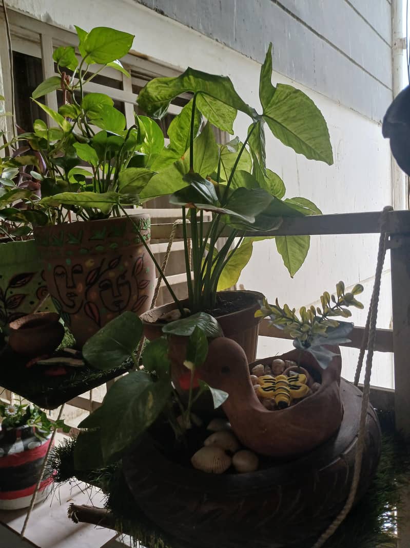 plants 11