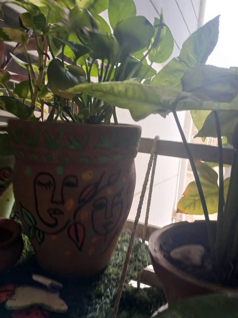 plants 13