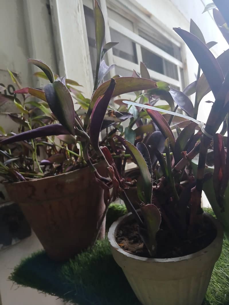 plants 14