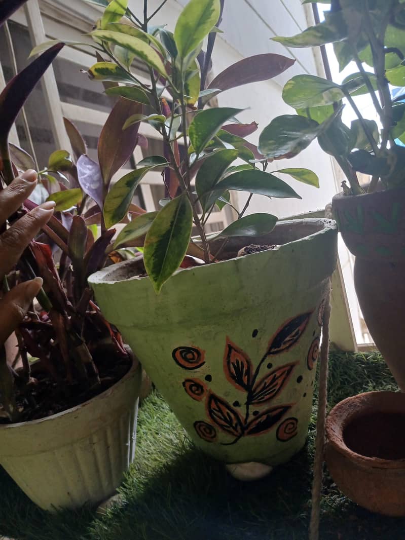 plants 15