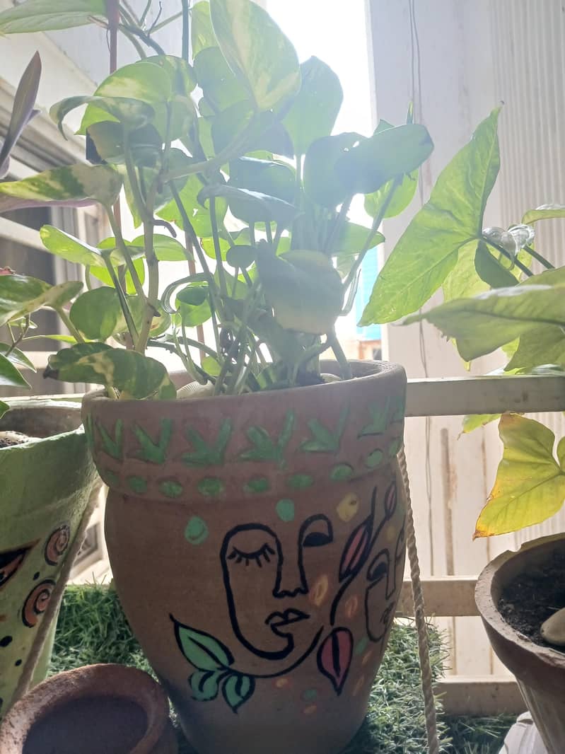 plants 16