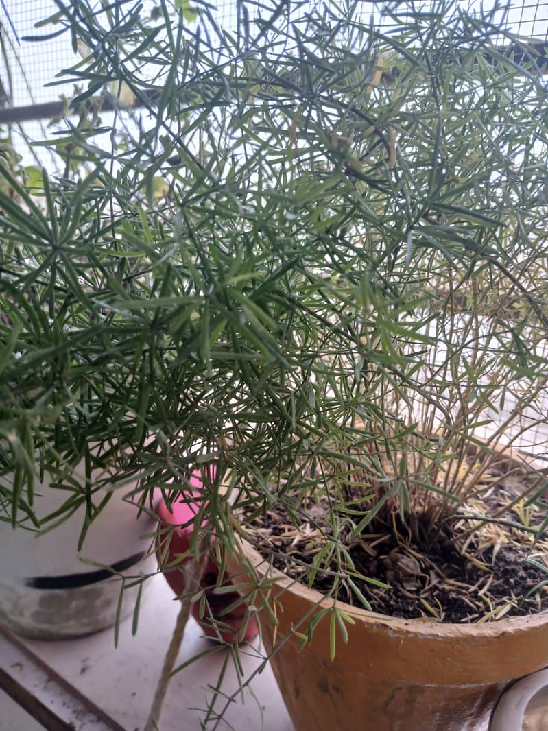 plants 17
