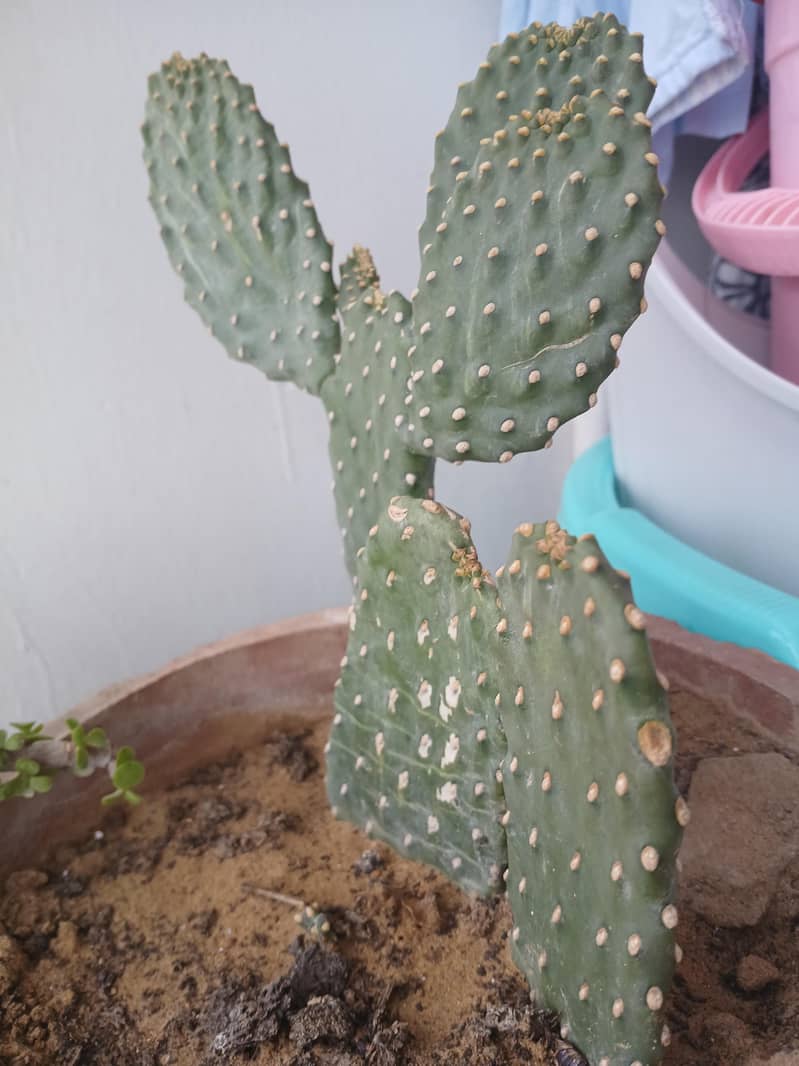 plants 18